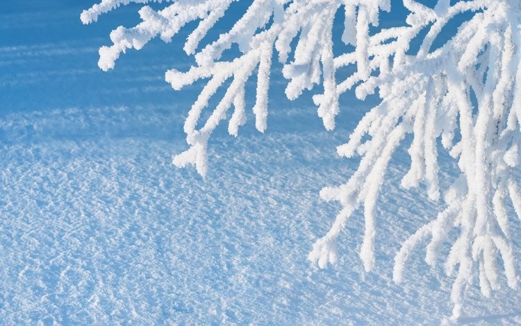 ветка, снег, зима, макро, иней, branch, snow, winter, macro, frost