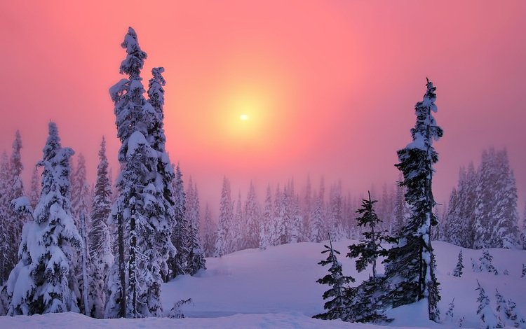 солнце, ели, снег, дымка, лес, сугробы, закат, зима, туман, мороз, сосны, the sun, ate, snow, haze, forest, the snow, sunset, winter, fog, frost, pine