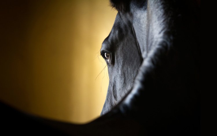 лошадь, крупный план, horse, close-up
