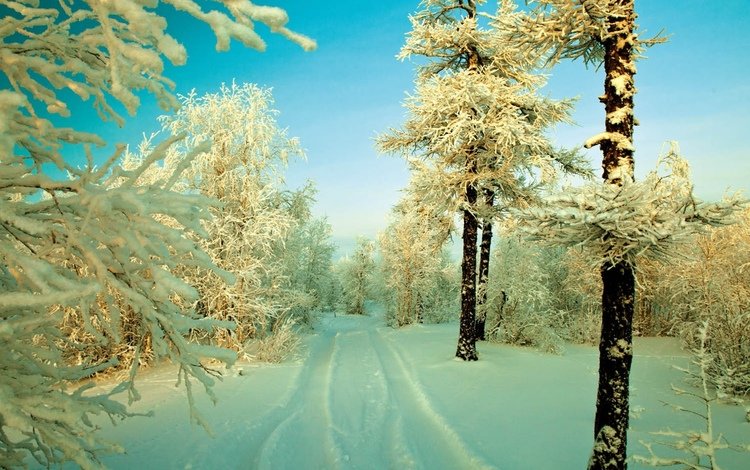 небо, дорога, снег, дерево, лес, зима, иней, заснеженные деревья, the sky, road, snow, tree, forest, winter, frost, snow covered trees