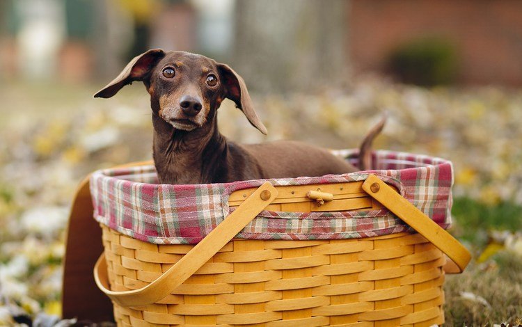 взгляд, осень, собака, такса, корзинка, look, autumn, dog, dachshund, basket
