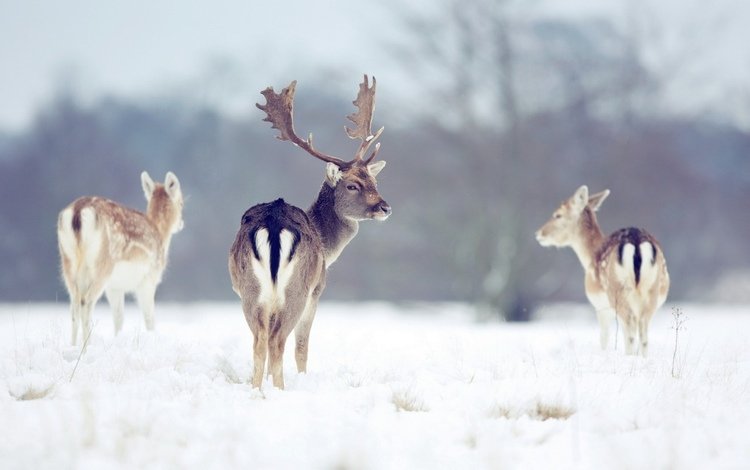снег, природа, лес, зима, рога, олени, snow, nature, forest, winter, horns, deer