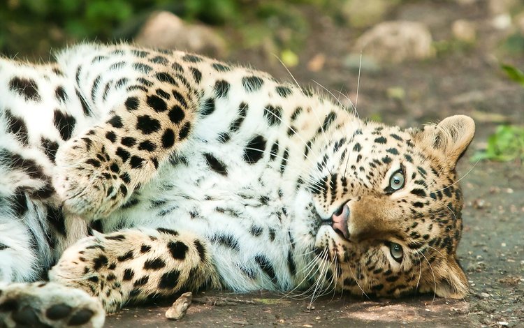 морда, лапы, взгляд, лежит, леопард, хищник, face, paws, look, lies, leopard, predator
