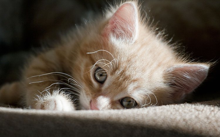 мордочка, кошка, взгляд, котенок, лежит, отдых, рыжий, muzzle, cat, look, kitty, lies, stay, red