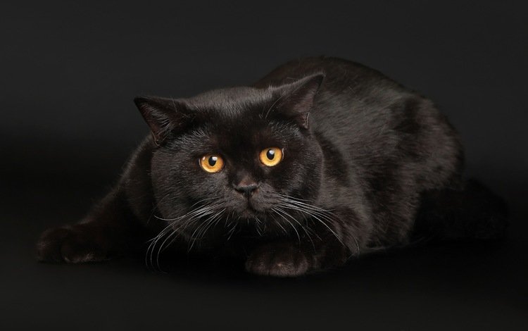 глаза, кот, кошка, черный, черный фон, черный кот, eyes, cat, black, black background, black cat