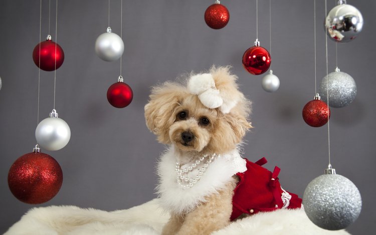 новый год, украшения, собака, шарики, щенок, праздник, пудель, new year, decoration, dog, balls, puppy, holiday, poodle