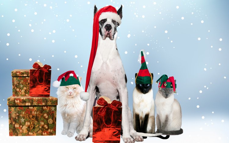 новый год, подарки, собака, кошки, праздник, дог, new year, gifts, dog, cats, holiday