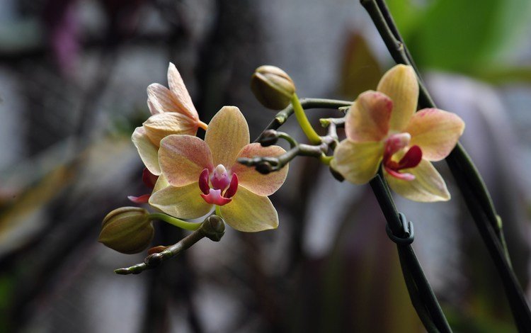 фото, цветок, орхидея, cvetok, foto, orxideya, photo, flower, orchid