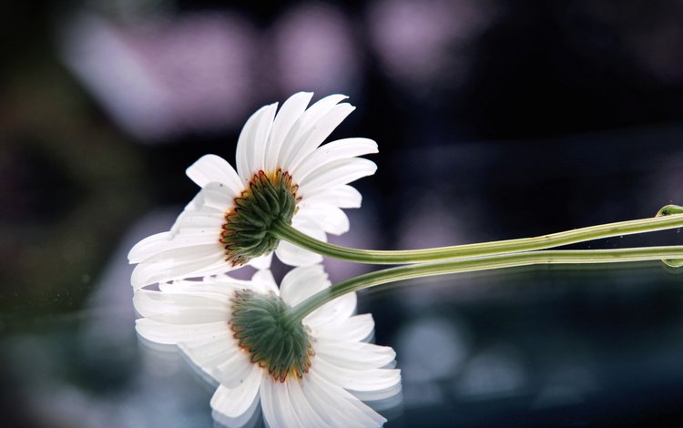 отражение, цветок, ромашка, поверхность, leto, cvetok, priroda, reflection, flower, daisy, surface