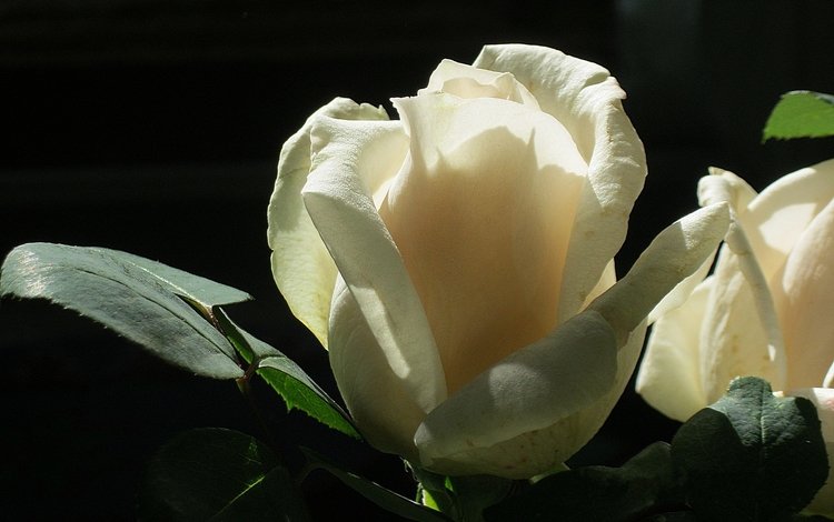 цветок, роза, белая, cvetok, roza, belaya, flower, rose, white