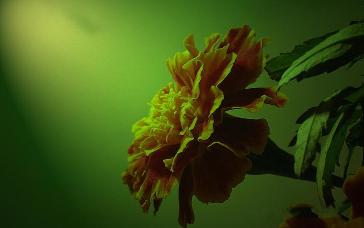 зелёный, фон, цветок, бархатцы, green, background, flower, marigolds