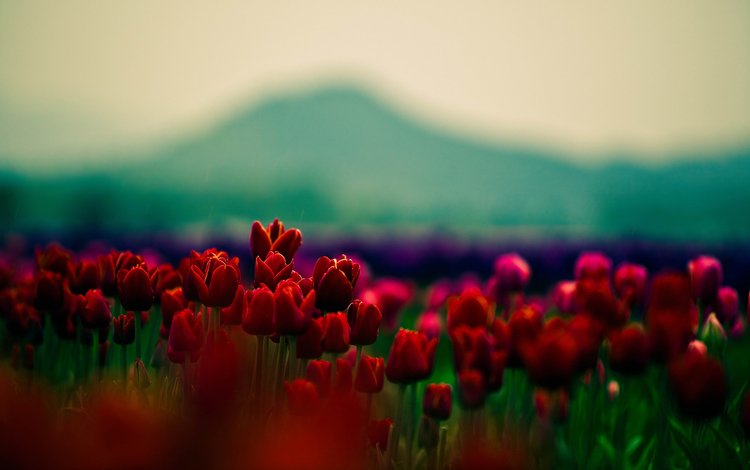 цветы, природа, размытость, весна, тюльпаны, cvety, flowers, nature, blur, spring, tulips