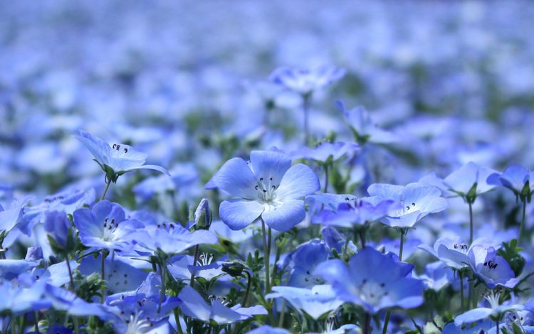 цветы, лепестки, поляна, голубые, красиво, flowers, petals, glade, blue, beautiful
