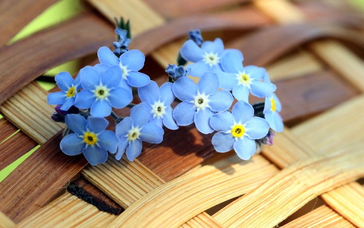 цветы, лепестки, незабудки, голубые, корзинка, маленькие, fon, cvety, leto, flowers, petals, forget-me-nots, blue, basket, small