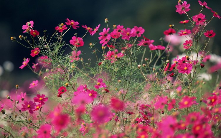 цветы, makro, rozovye, макро, polevye, yarkie, лето, розовые, яркие, полевые, космея, cvety, leto, flowers, macro, summer, pink, bright, field, kosmeya