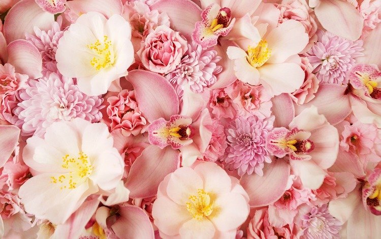 цветы, rozovyj fon, альстромерии, розы, лепестки, тюльпаны, розовые, хризантемы, орхидеи, cvety, orxideya, flowers, roses, petals, tulips, pink, chrysanthemum, orchids