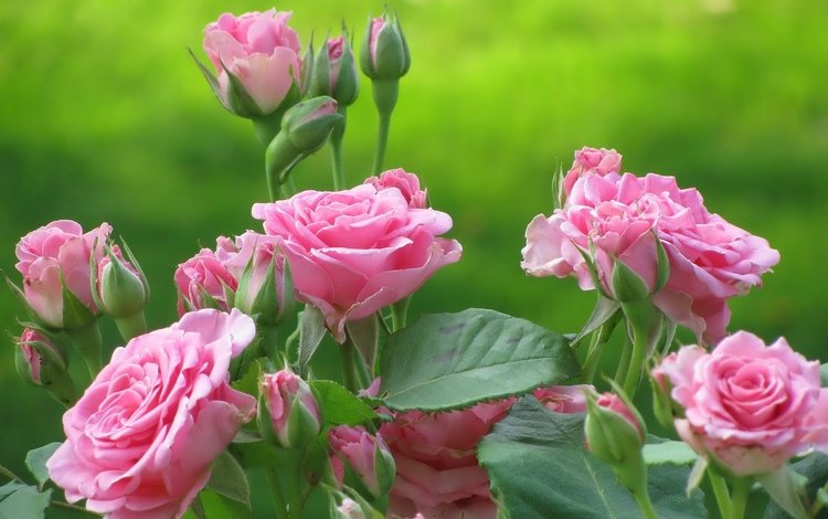 цветы, kust, бутоны, листья, розы, лепестки, розовые, куст, cvety, rozy, flowers, buds, leaves, roses, petals, pink, bush