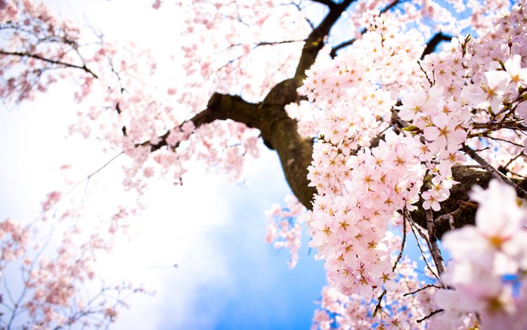 небо, цветы, ветки, весна, сакура, cvety, vesna, nebo, vetki, the sky, flowers, branches, spring, sakura
