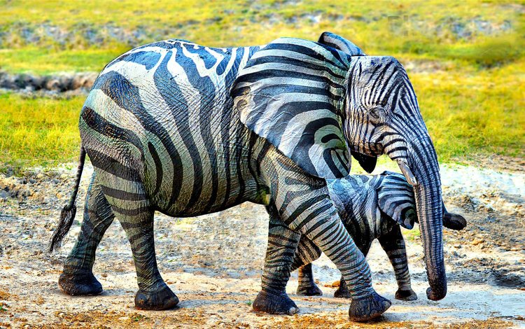 слон, полосатый, слоненок, elephant, striped