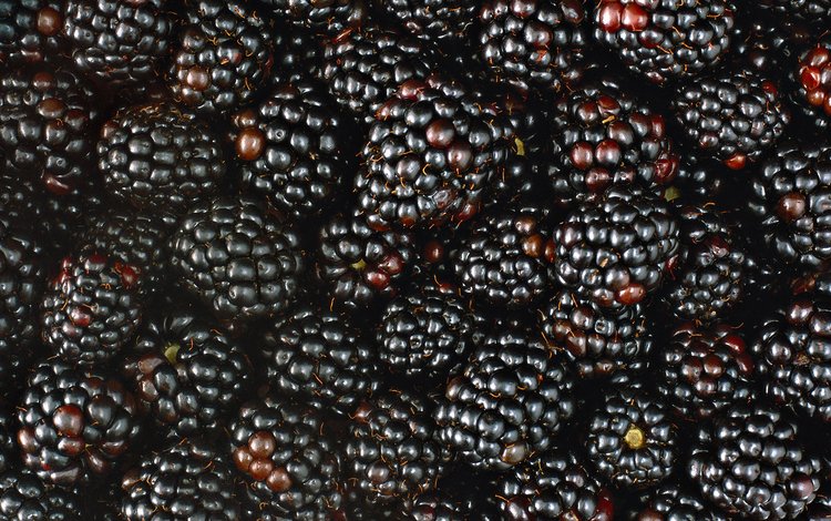макро, ягода, ягоды, много, ежевика, macro, berry, berries, a lot, blackberry