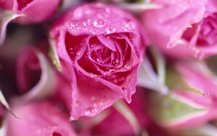 цветы, букет, макро, розовые, роса, капли, розы, роза, лепестки, бутон, flowers, bouquet, macro, pink, rosa, drops, roses, rose, petals, bud