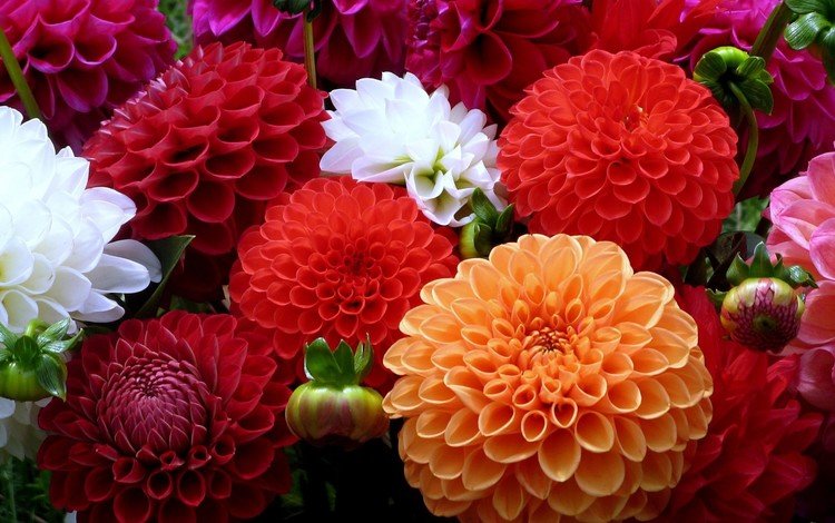 цветы, разноцветные, яркие, клумба, георгины, flowers, colorful, bright, flowerbed, dahlias