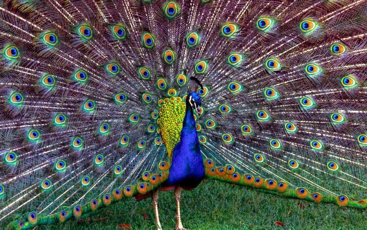 трава, птица, павлин, перья, красивый, хвост, grass, bird, peacock, feathers, beautiful, tail