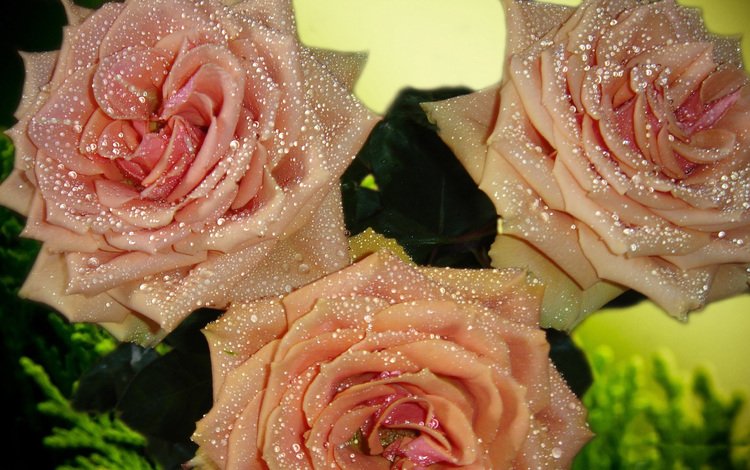 цветы, капли., бутоны, роса, капли, розы, роза, лепестки, букет, flowers, drops., buds, rosa, drops, roses, rose, petals, bouquet