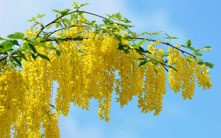 весна, жёлтая, vid, kartinka, krasivo, oboi, krupno, акация, мимоза, spring, yellow, acacia, mimosa