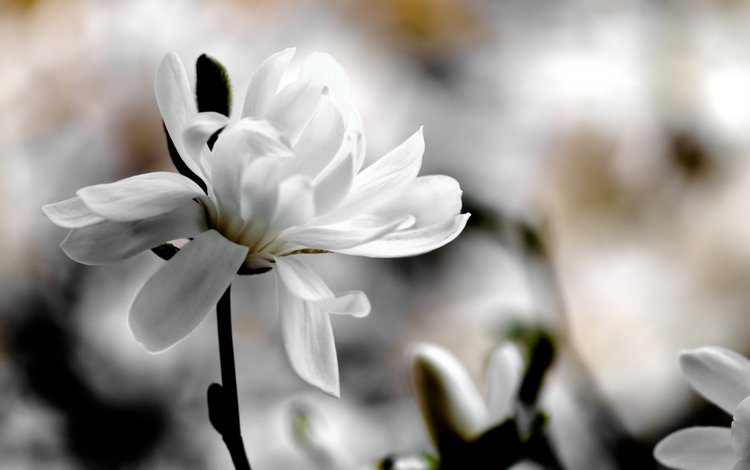 фокус камеры, фон, белый, размытость, магнолия, the focus of the camera, background, white, blur, magnolia