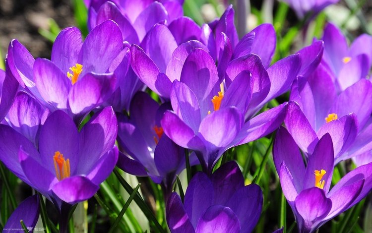весна, сиреневый, крокусы, spring, lilac, crocuses