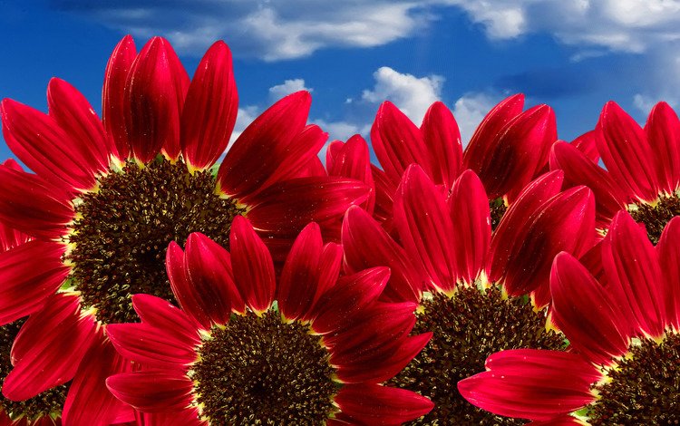 цветы, лепестки, красные, подсолнухи, nebo, podsolnux, krasnye, крупным планом, flowers, petals, red, sunflowers, closeup