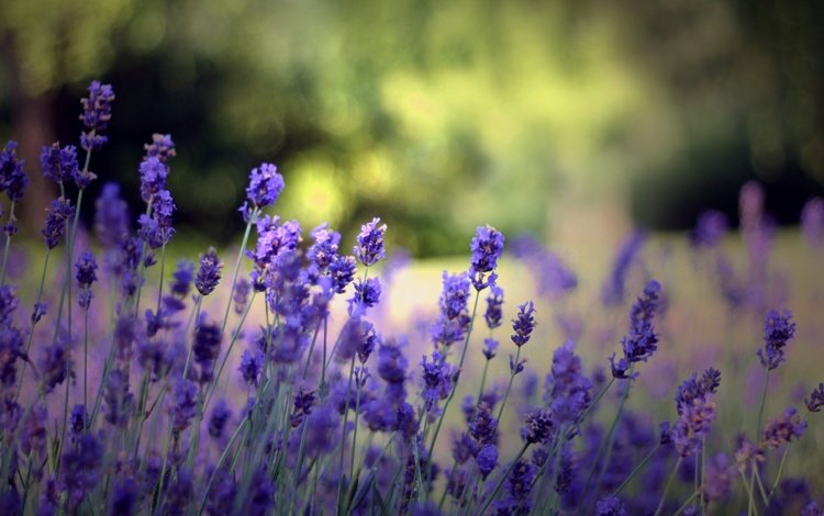 фон, лаванда, лето, поляна, голубые цветы, background, lavender, summer, glade, blue flowers