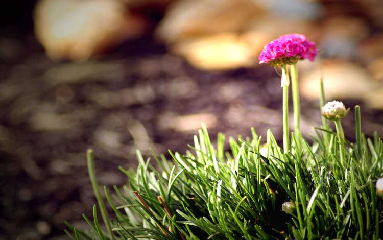 трава, цветок, trava, cvetok, grass, flower