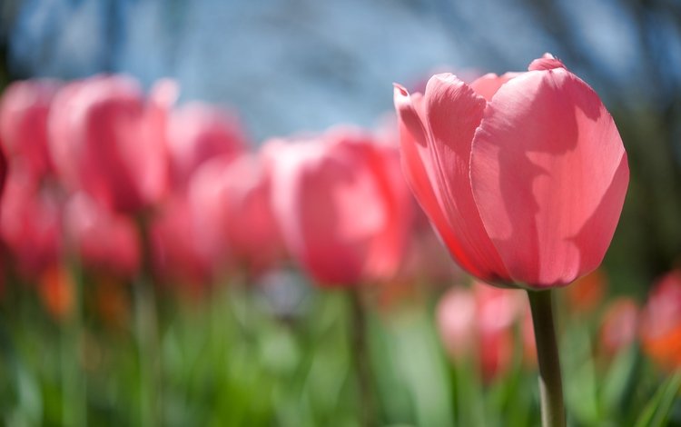 тюльпаны, rozovyj, vesna, polyana, cvetok, tyulpan, buton, stebel, tulips