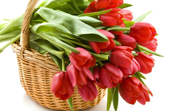 цветы, красные, корзина, тюльпаны, korzina, tyulpany, krasnye, flowers, red, basket, tulips