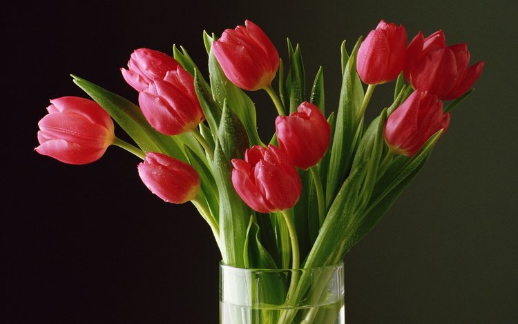 цветы, бутоны, лепестки, букет, тюльпаны, tyulpany, rasteniya, flowers, buds, petals, bouquet, tulips