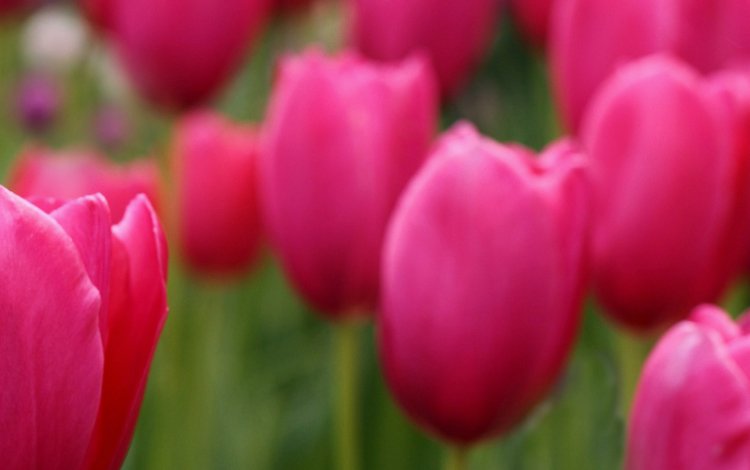 фокус камеры, поле, лепестки, размытость, тюльпаны, розовые, the focus of the camera, field, petals, blur, tulips, pink