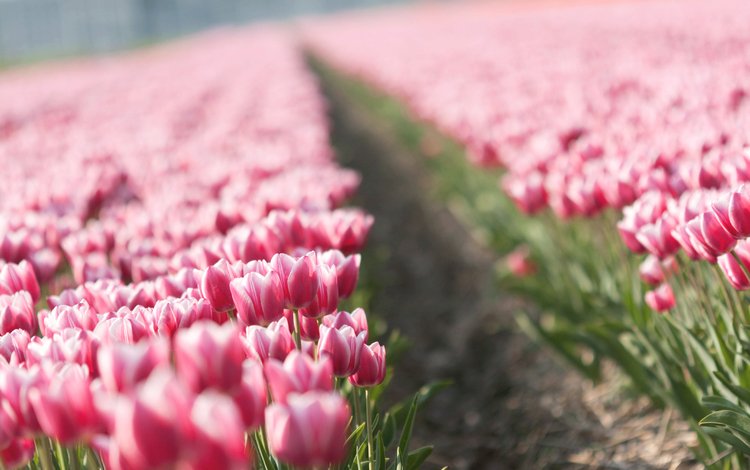 весна, тюльпаны, тюльпан, плантация, spring, tulips, tulip, plantation