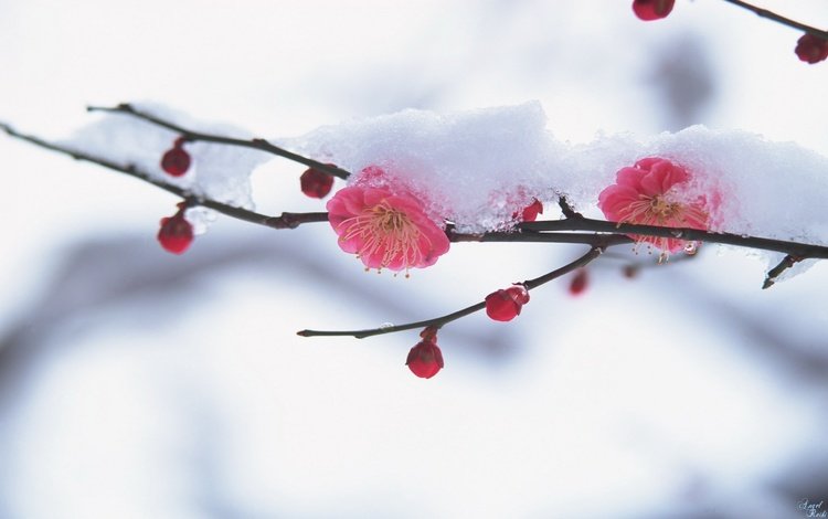 сакура, vesna, vetv, yaponiya, sneg, sakura