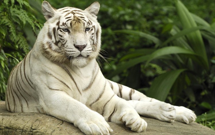 тигр, белый тигр, tiger, white tiger