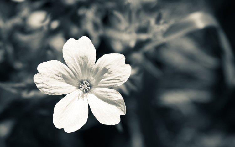 цветок, лепестки, чёрно-белое, makro, belyj, seryj, flower, petals, black and white