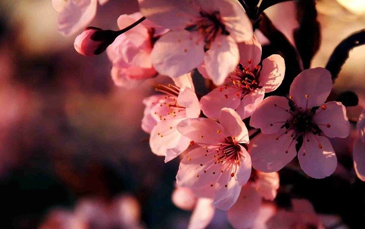цветы, vishnya, cvetenie, ветка, rozovye, vetka, цветение, весна, розовые, вишня, сакура, cvety, vesna, flowers, branch, flowering, spring, pink, cherry, sakura