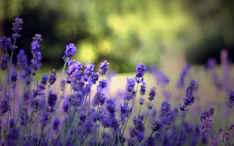 цветы, природа, поле, лаванда, cvety, krasota, leto, priroda, flowers, nature, field, lavender
