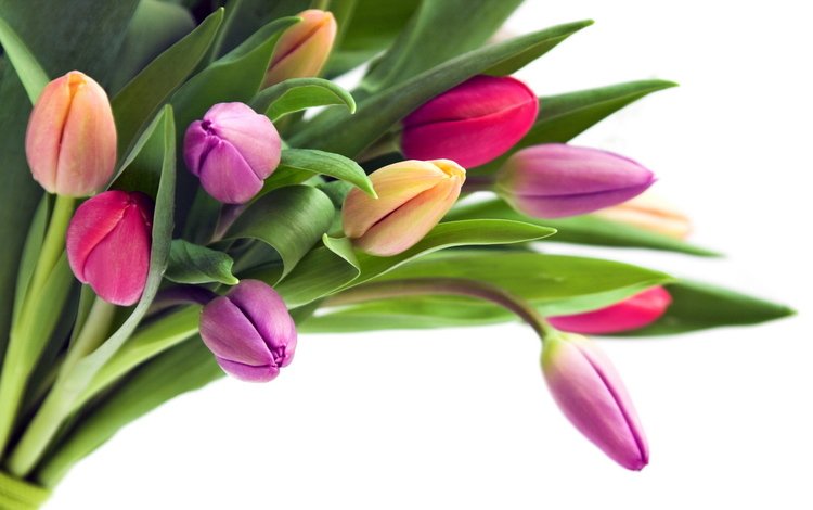 цветы, butony, buket, бутоны, лепестки, букет, тюльпаны, белый фон, стебли, cvety, tyulpany, flowers, buds, petals, bouquet, tulips, white background, stems
