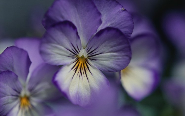 fioletovyj, cvetok, fialka, леспестки, lepestki