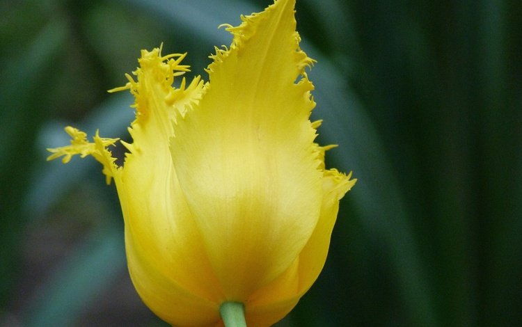 желтый, цветок, тюльпан, cvety, leto, краснодар, yellow, flower, tulip, krasnodar