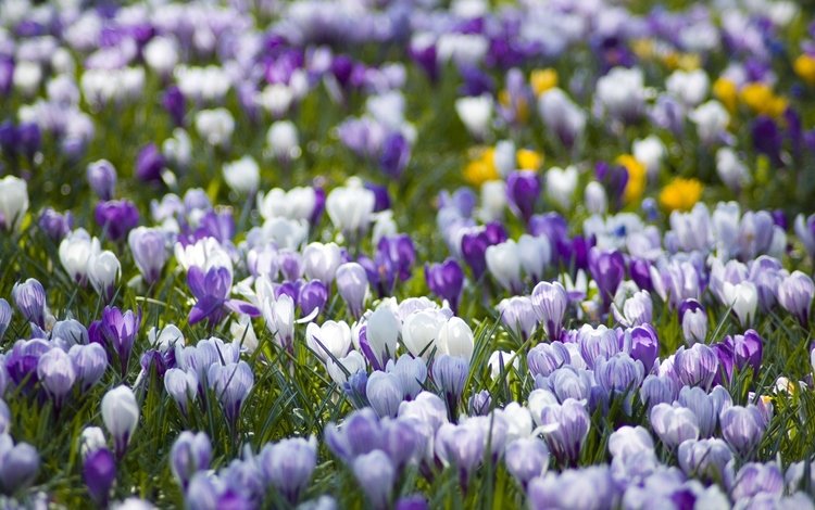 цветы, krokusy, pr, поляна, sirenevye, весна, первоцвет, крокусы, разные, vesna, belye, polyana, pervocvet, flowers, glade, spring, primrose, crocuses, different
