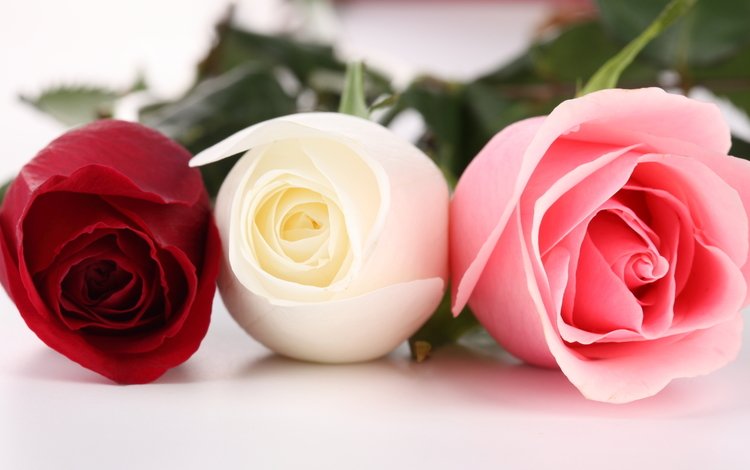 цветы, бутоны, макро, розы, krasnaya, rozy, tri, rozovaya, belaya, flowers, buds, macro, roses