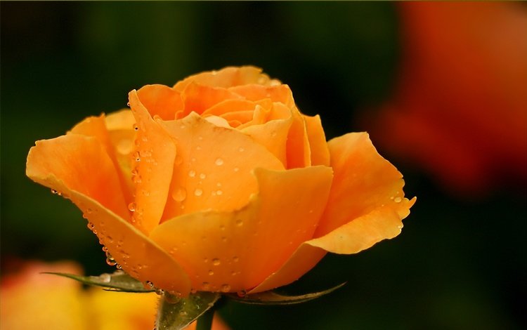 цветок, капли, роза, лепестки, бутон, zheltaya roza, yemblema, pechali, flower, drops, rose, petals, bud